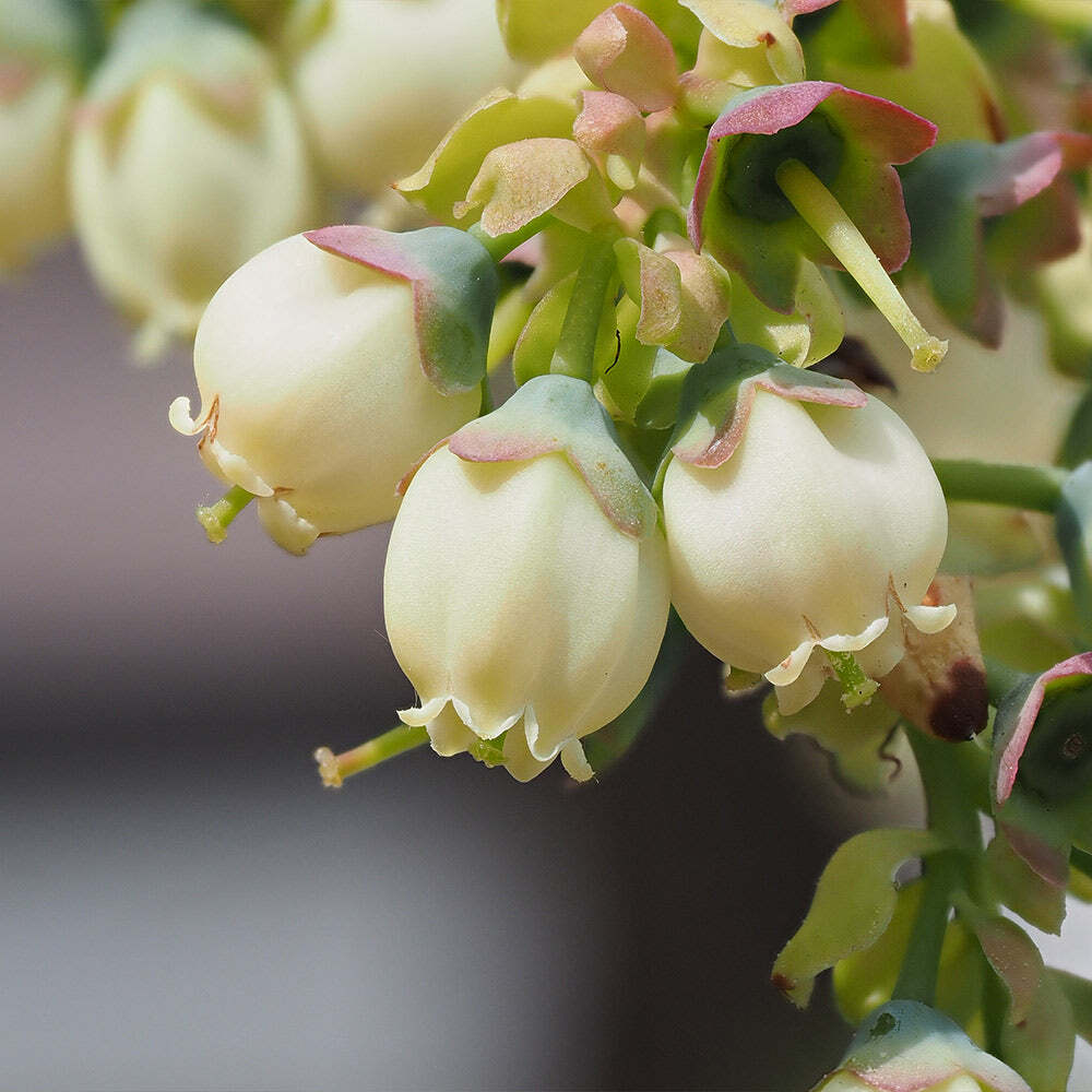 Top Hat Blueberry in 1 Gal Pot Live Plant Vaccinium Small Outdoor Fruiting Bush