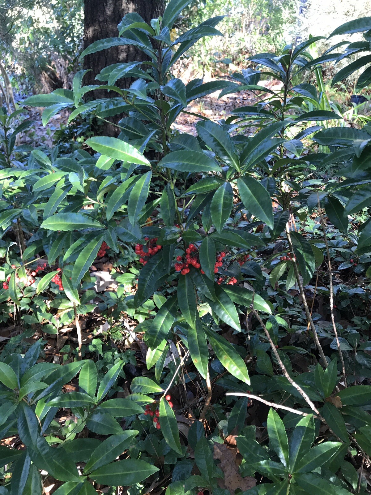 Organic Ornamental Plant 8”+Tall Coral Berry Ardisia crenata Native 5 Plants
