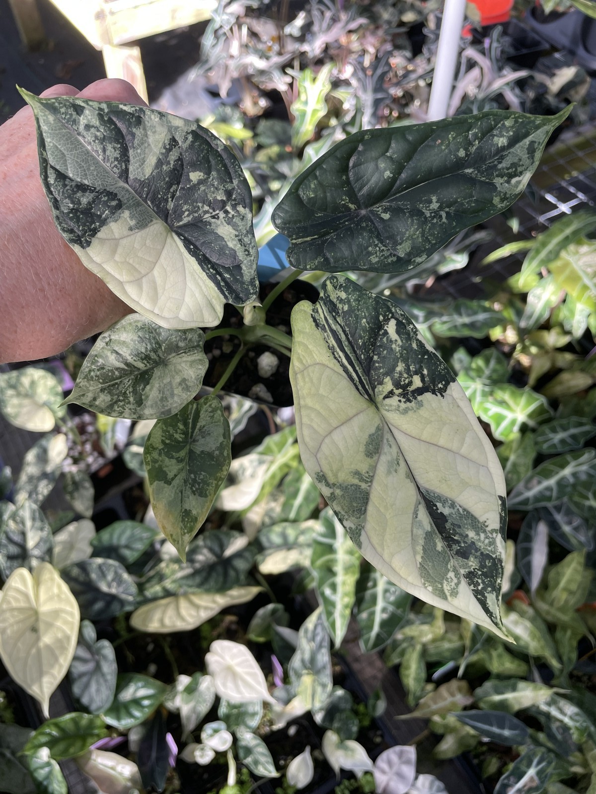 Alocasia Dragon Scale Albo Variegated 2.5″ pot, Fedex 2day*