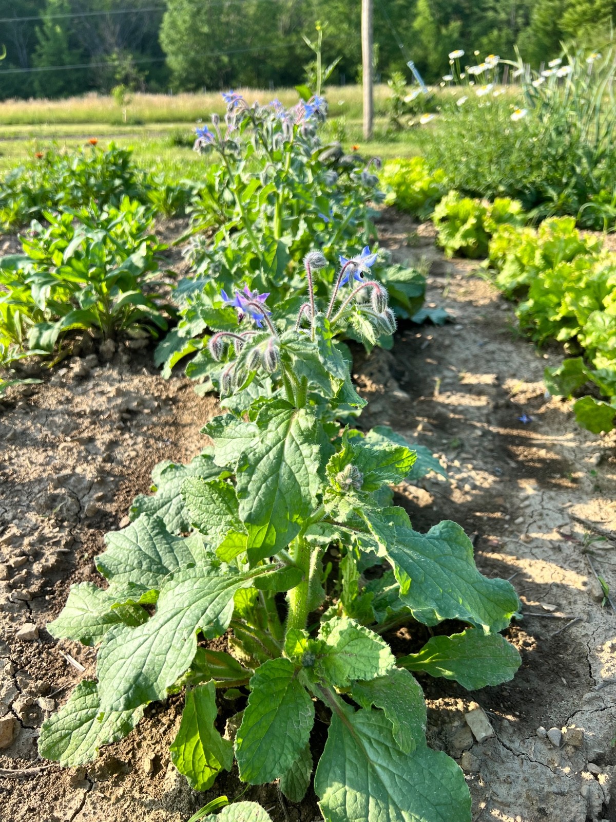 Borage 50 seeds