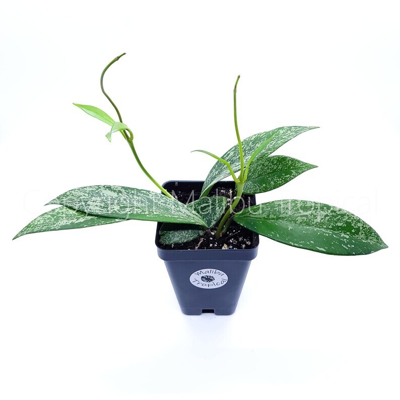Hoya Pubicalyx Splash Live Houseplant 2.5″ Pot (Ships From California Nursery)