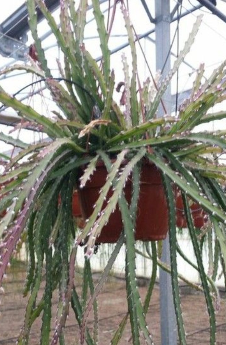 “Rhipsalis Cactus” Lepismium Cruciforme Rooted Cuttings In 2 “Pot