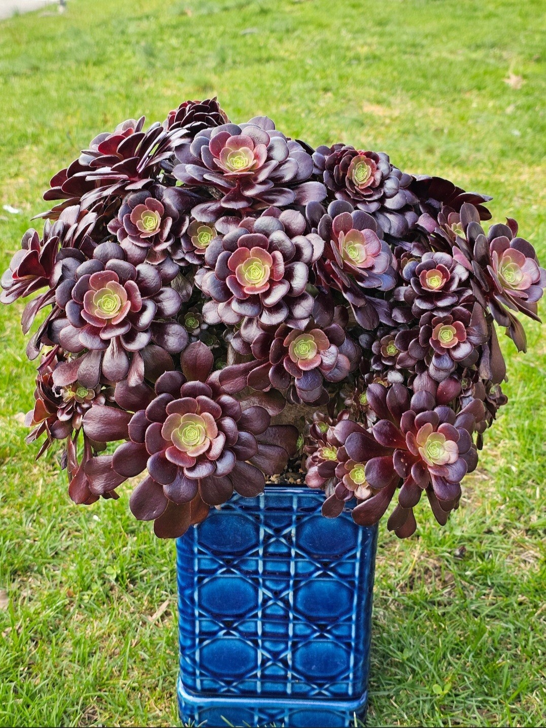 Aeonium Arboreum Velour Bud Crested