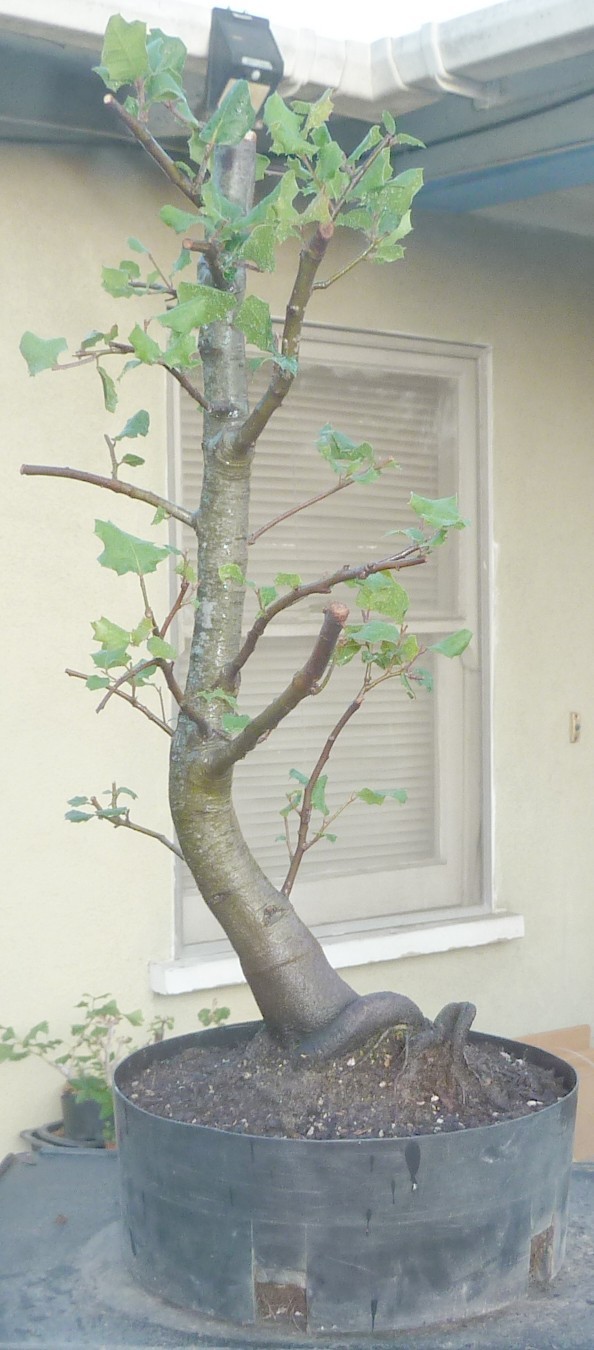 Coast Live Oak Pre Bonsai Kifu Dwarf Fat Trunk Nice Nebari Quercus agrifolia