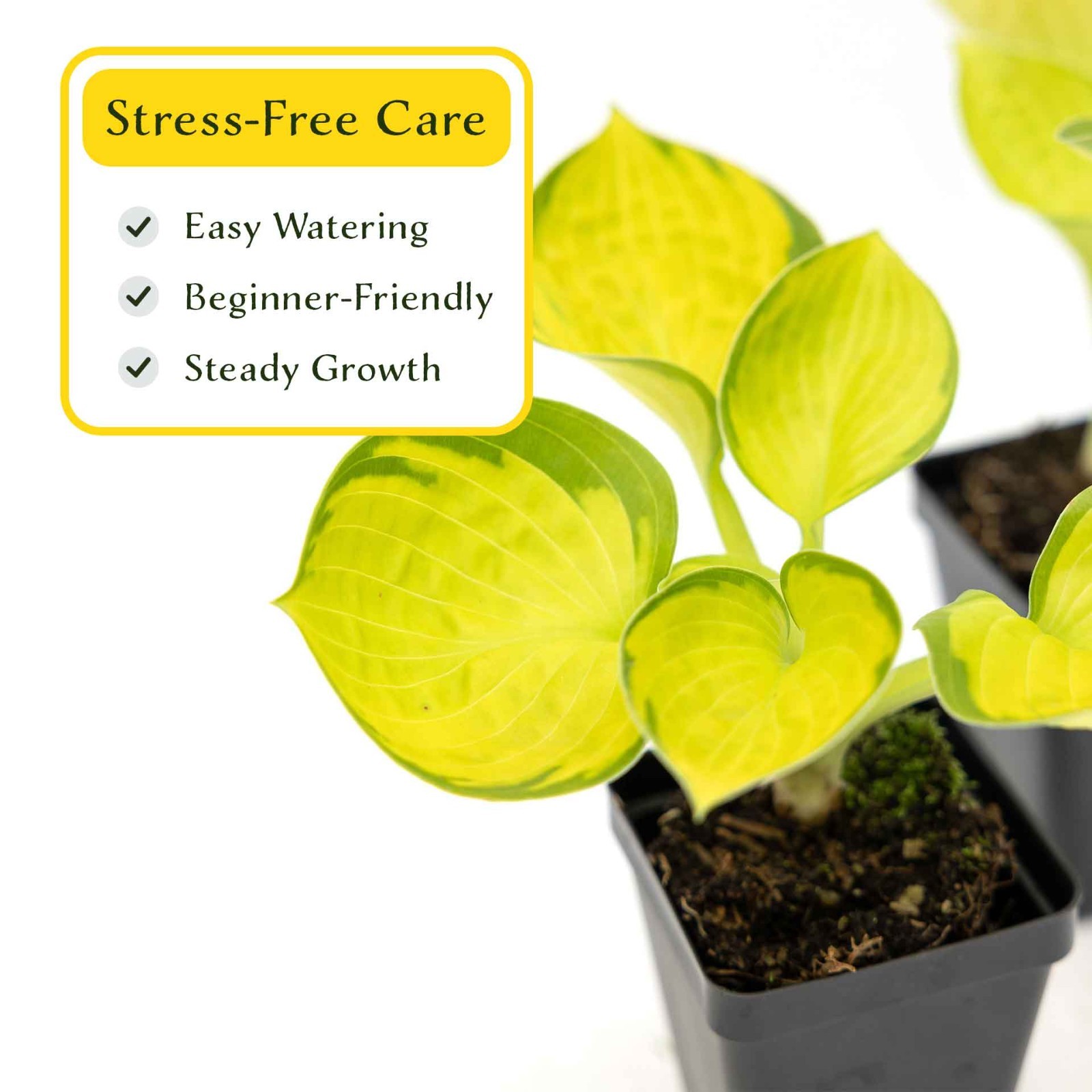 2 Rainforest Sunrise Hosta Plants in 3.5” Cubes, Variegated Yellow Shade Plant