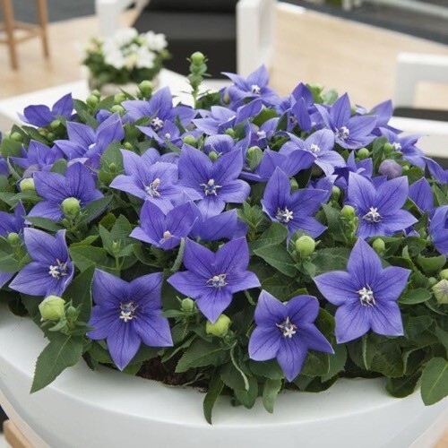 60 seeds| Blue Balloon Flower (Platycodon grandiflorus) Herb seeds #6005