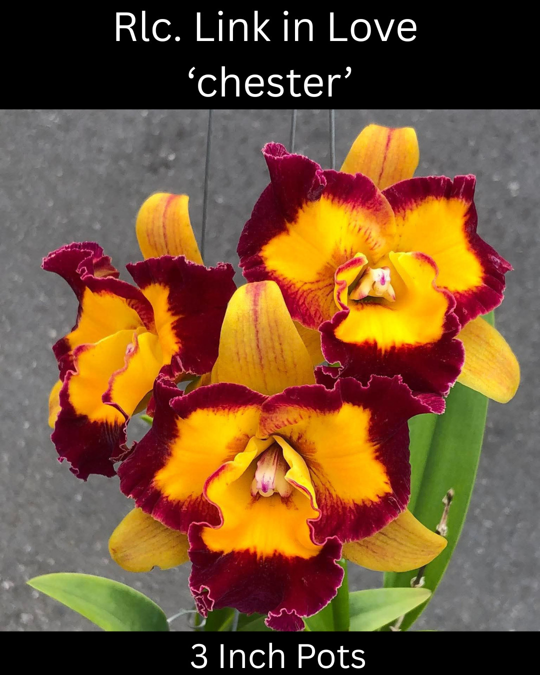 Cattleya Orchid Variety-BUNDLE of 5, 3.5 Inch Pots, Seedlings, See Description
