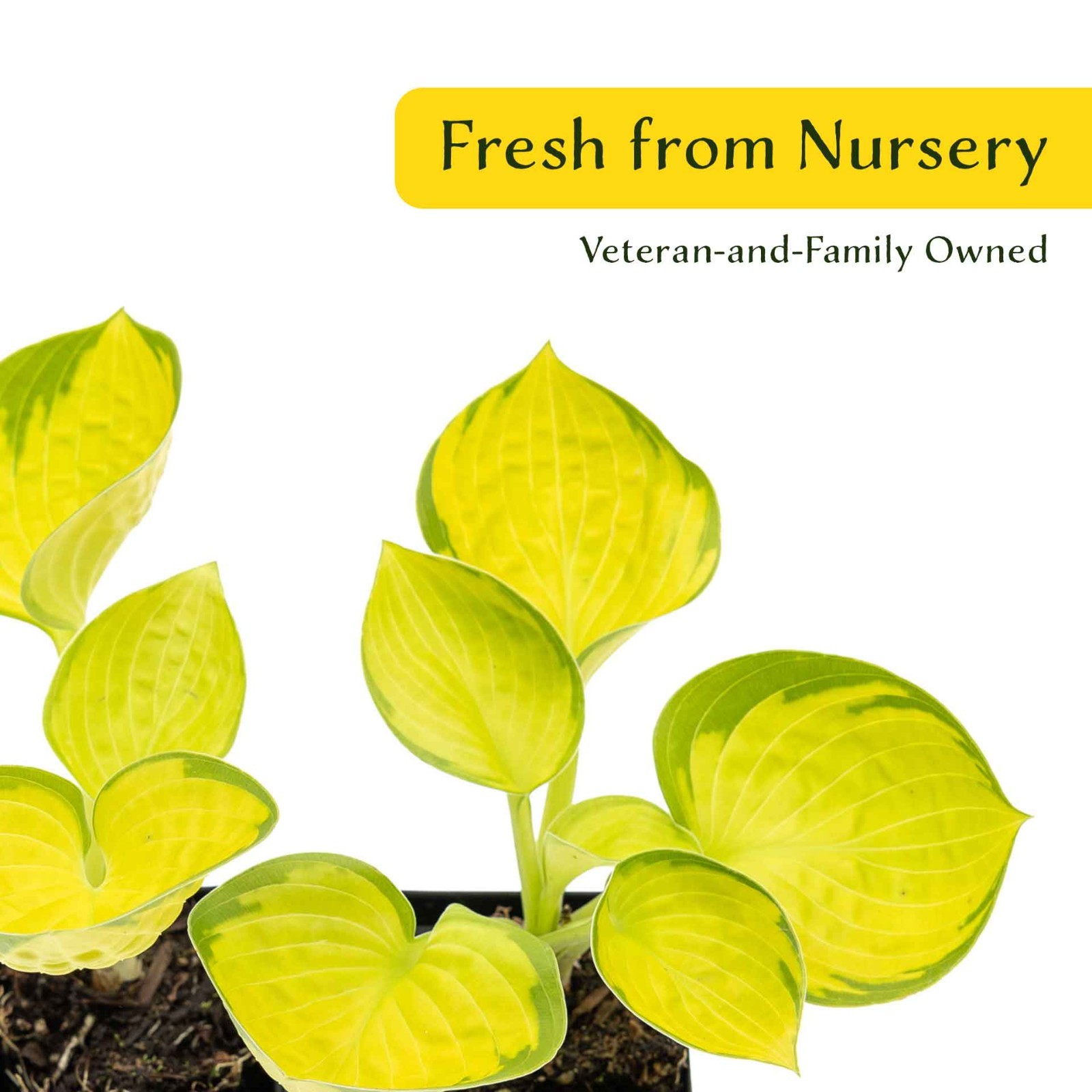 2 Rainforest Sunrise Hosta Plants in 3.5” Cubes, Variegated Yellow Shade Plant