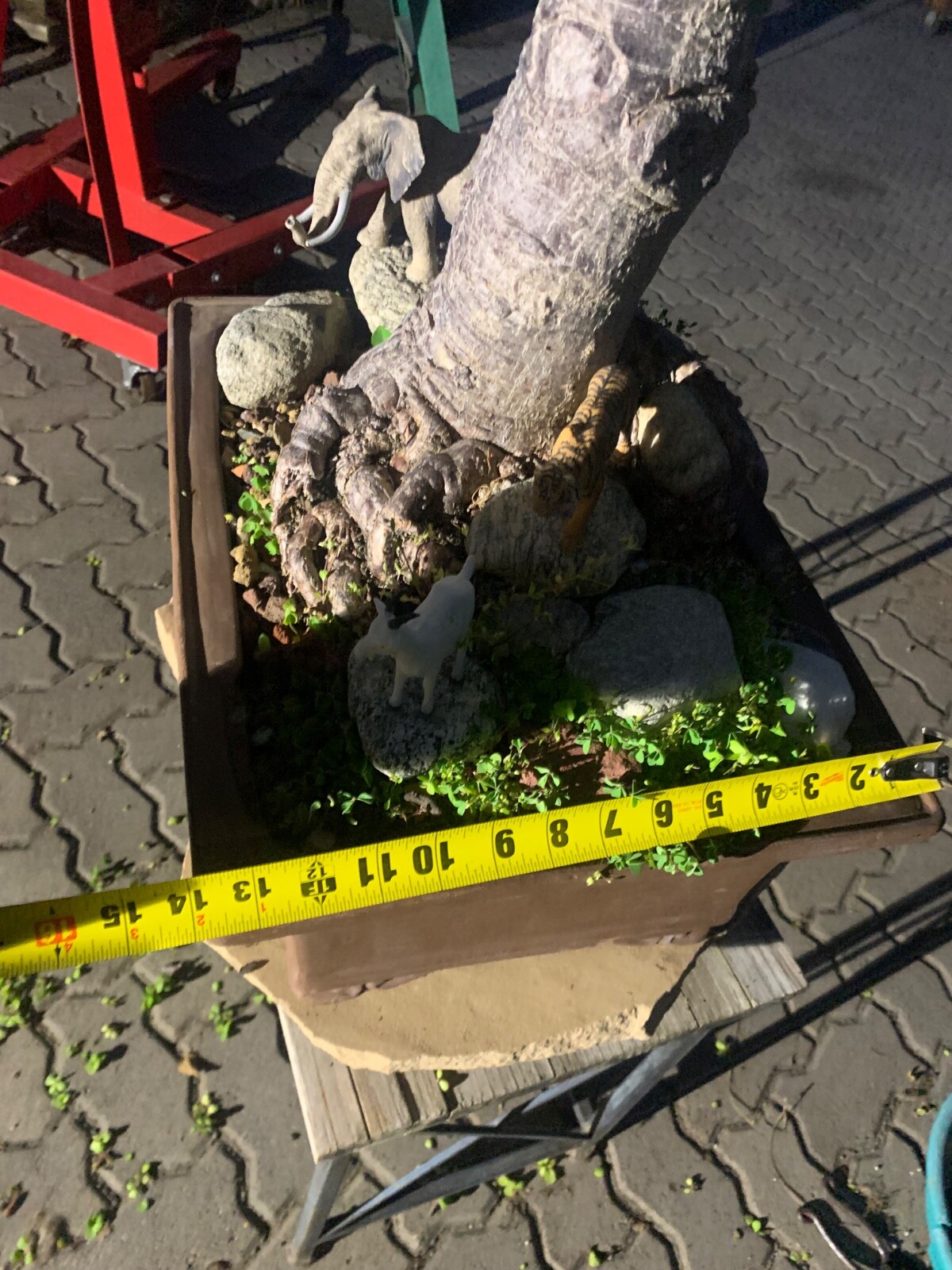 Portulacaria Afra Bonsai Tree Live Jade Indoor Succulent Elephant Bush 30″ Tall