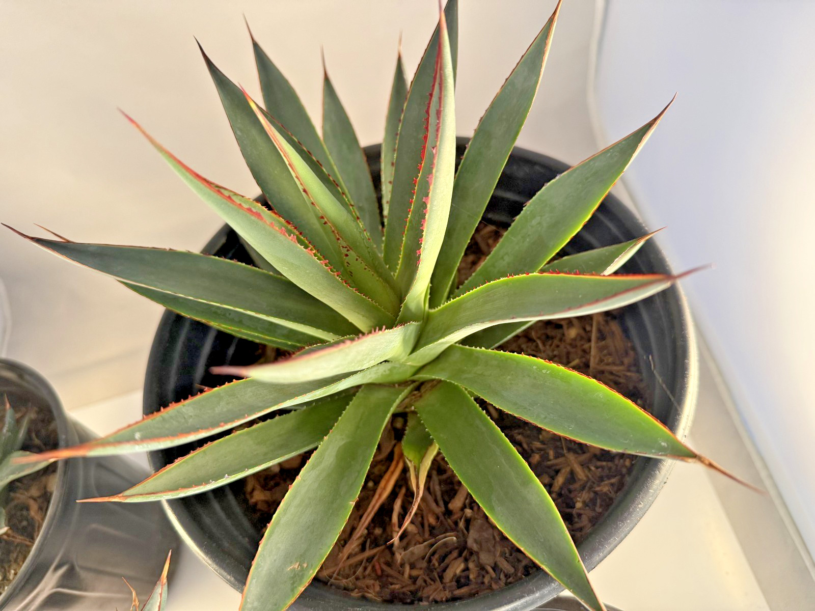 Agave Blue Glow Specimen Grade bare root plant – 4 Sizes Cactus Cacti Succulent