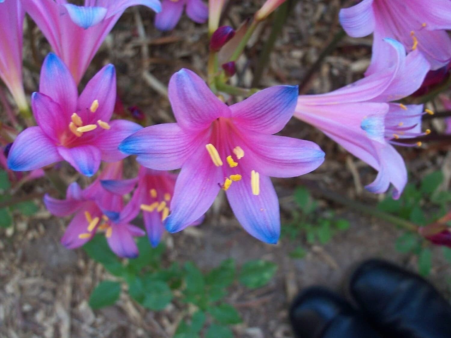SPRENGERI Lycoris Spider Lily Bulb – Top Size 12/14 cm – US Seller