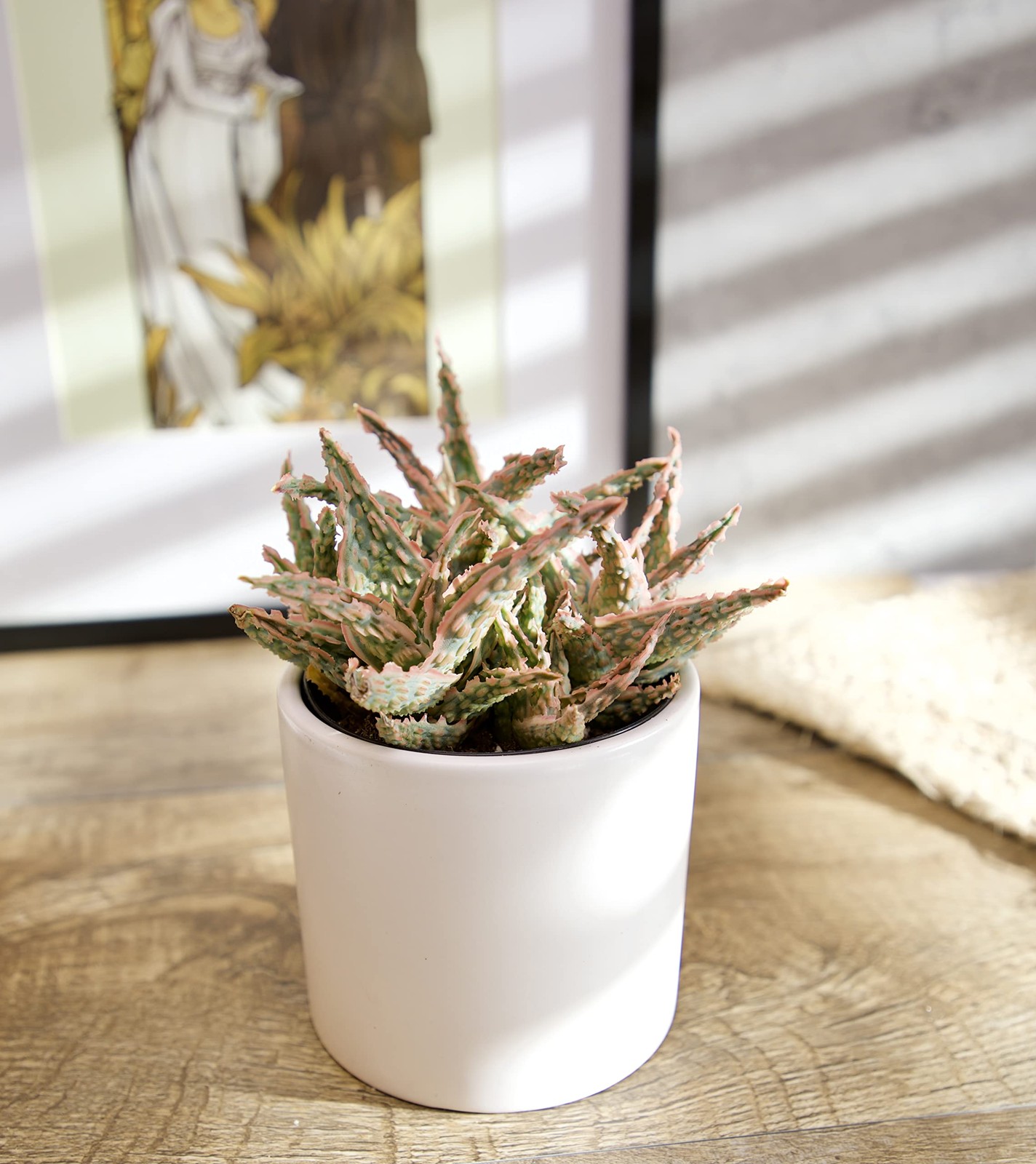 Live Aloe Plant Succulents (3 Pack), Succulents Plants Live in Potting Soil, …
