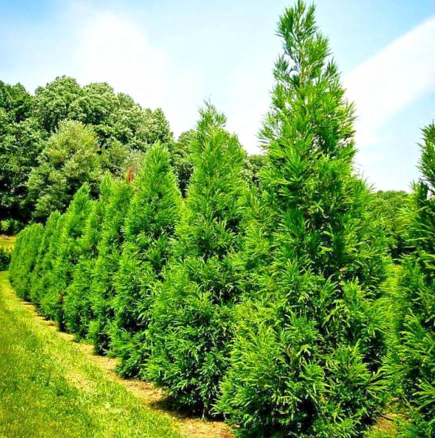 Cryptomeria Yoshino Japanese Cedar Live Tree – 6-10″ Tall – 1 Quart – Zones 6-9