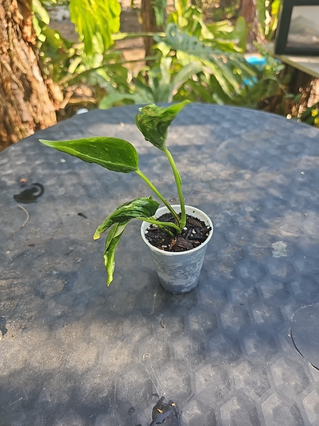 Shangri La Pothos Live Plant In 3″ Pot ~Epipremnum Aureum