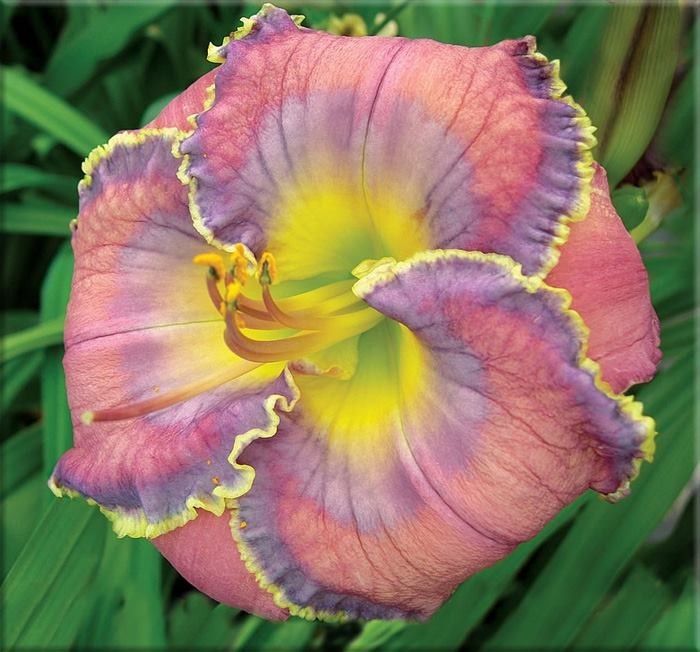 2 Double Bareroot Fans Bridey Greeson Daylily