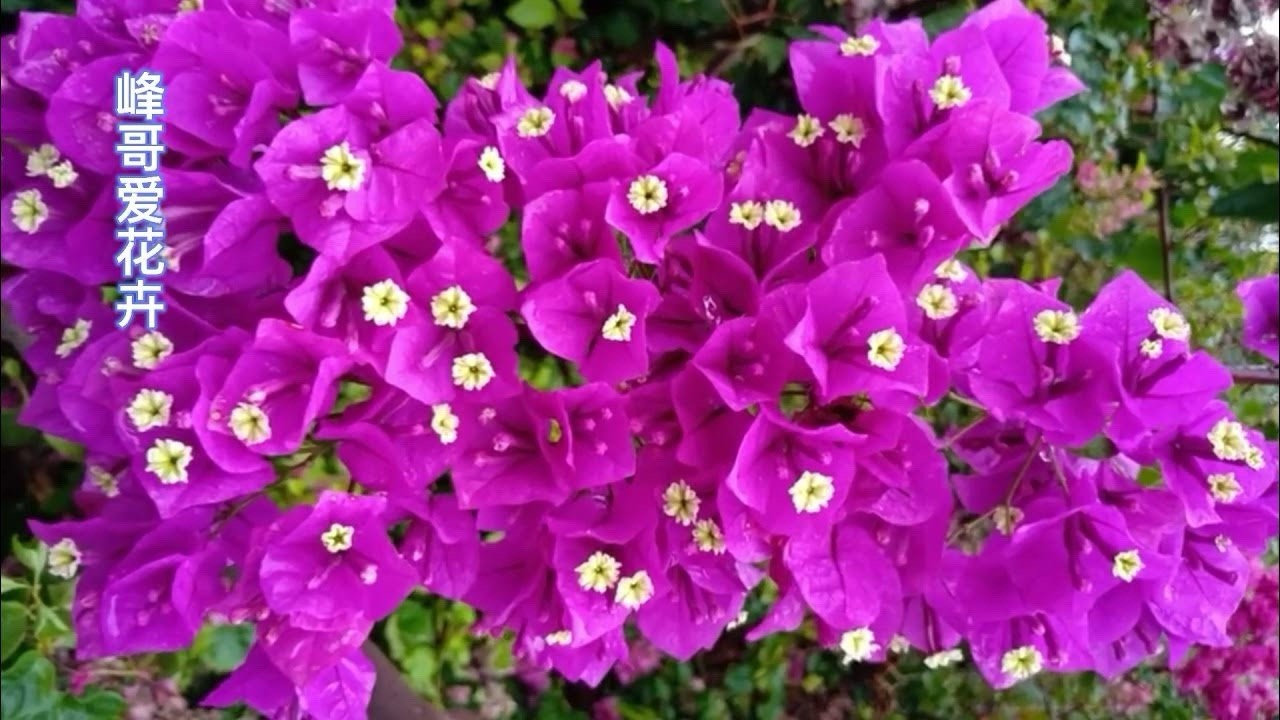 Purple Bougainvillea Medium Size bonsai 紫色三角梅 15-20 In Tall