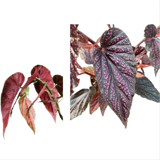 Begonia Pink Leaf with White Spots Live Starter Plant size4″Pot 4-6″Tall, No Pot