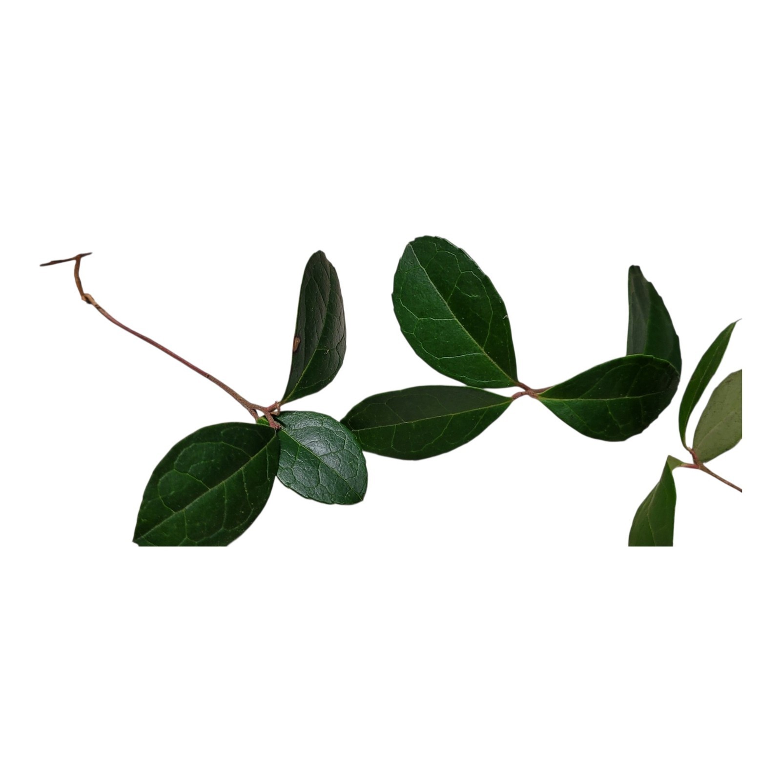 5 Bare Root Teaberry Cuttings | Wintergreen Plants | Gaultheria Procumbens