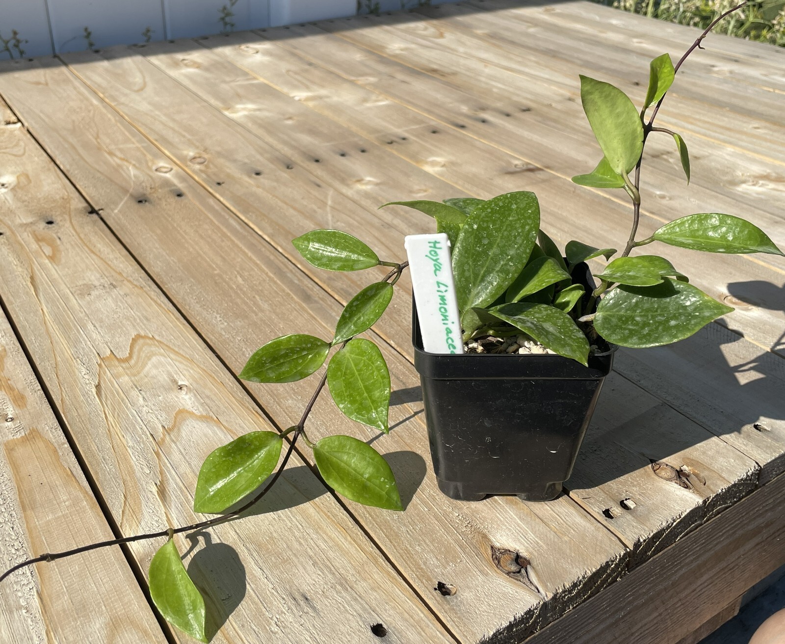 Hoya Limoniaca RARE! Exact Plant! Rooted – Grown In 3.5″ pot – Very Healthy