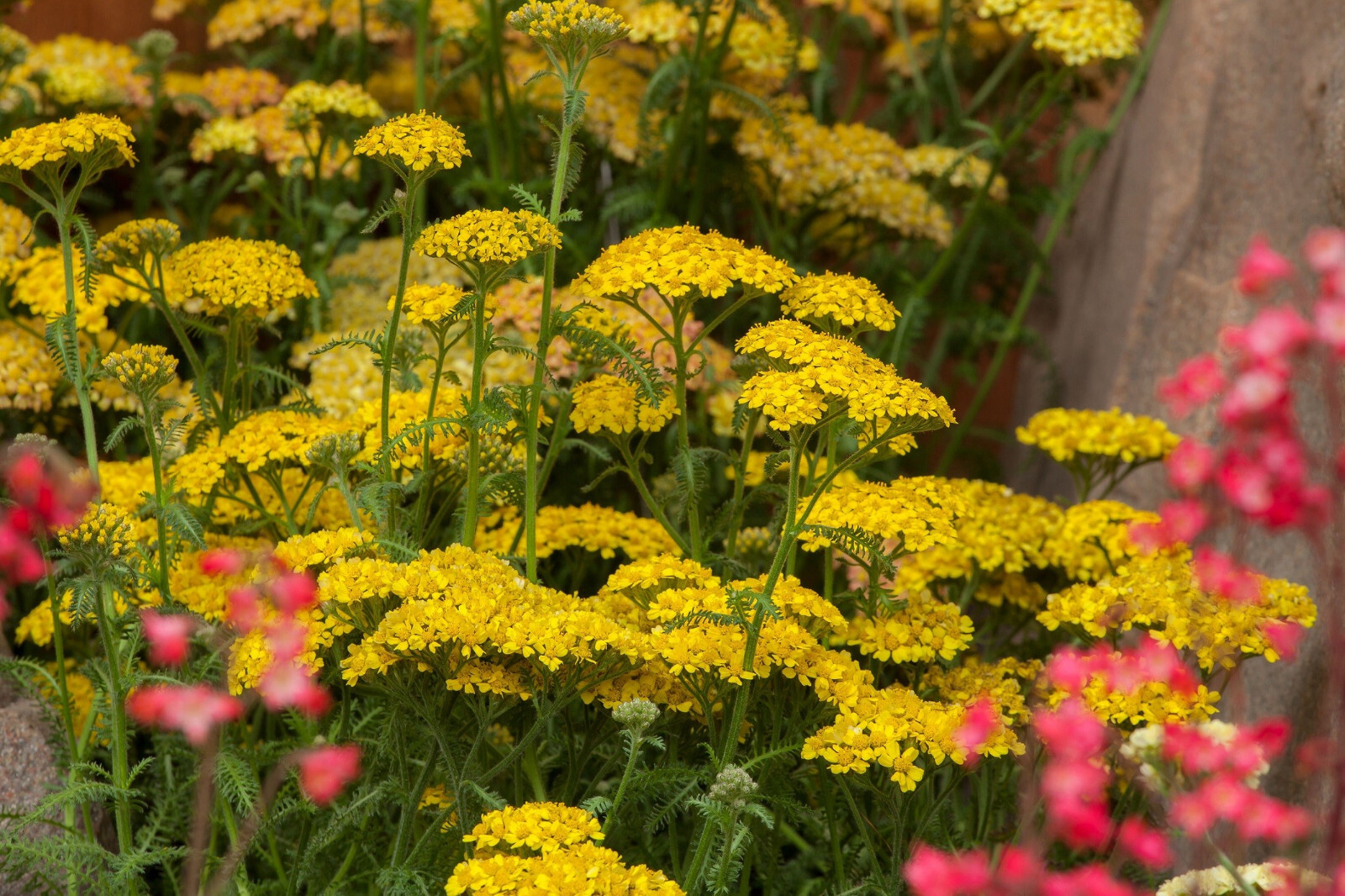 Yarrow Coronation Gold 25 Plants in 3-1/2 inch Pots