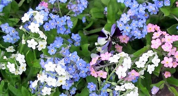 100 Mixed FORGET ME NOT Pink Blue White Mix Myosotis Alpestris Flower Seeds