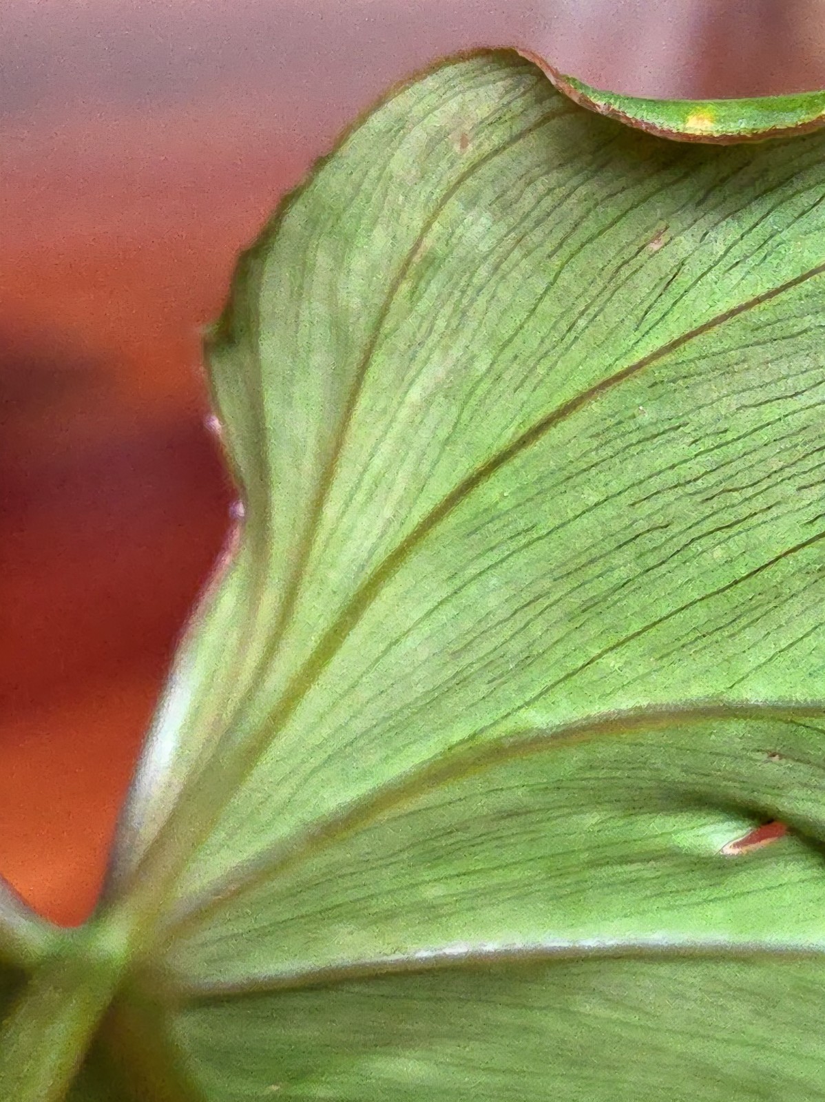 Rare Philodendron Sodiroi Aff X Verrucosum 21″ Tall Not Monstera Anthurium Aroid