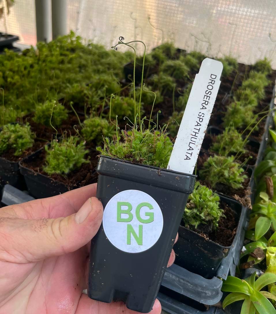 Spoon-leaf Sundew – Drosera spatulata – Carnivorous Plant
