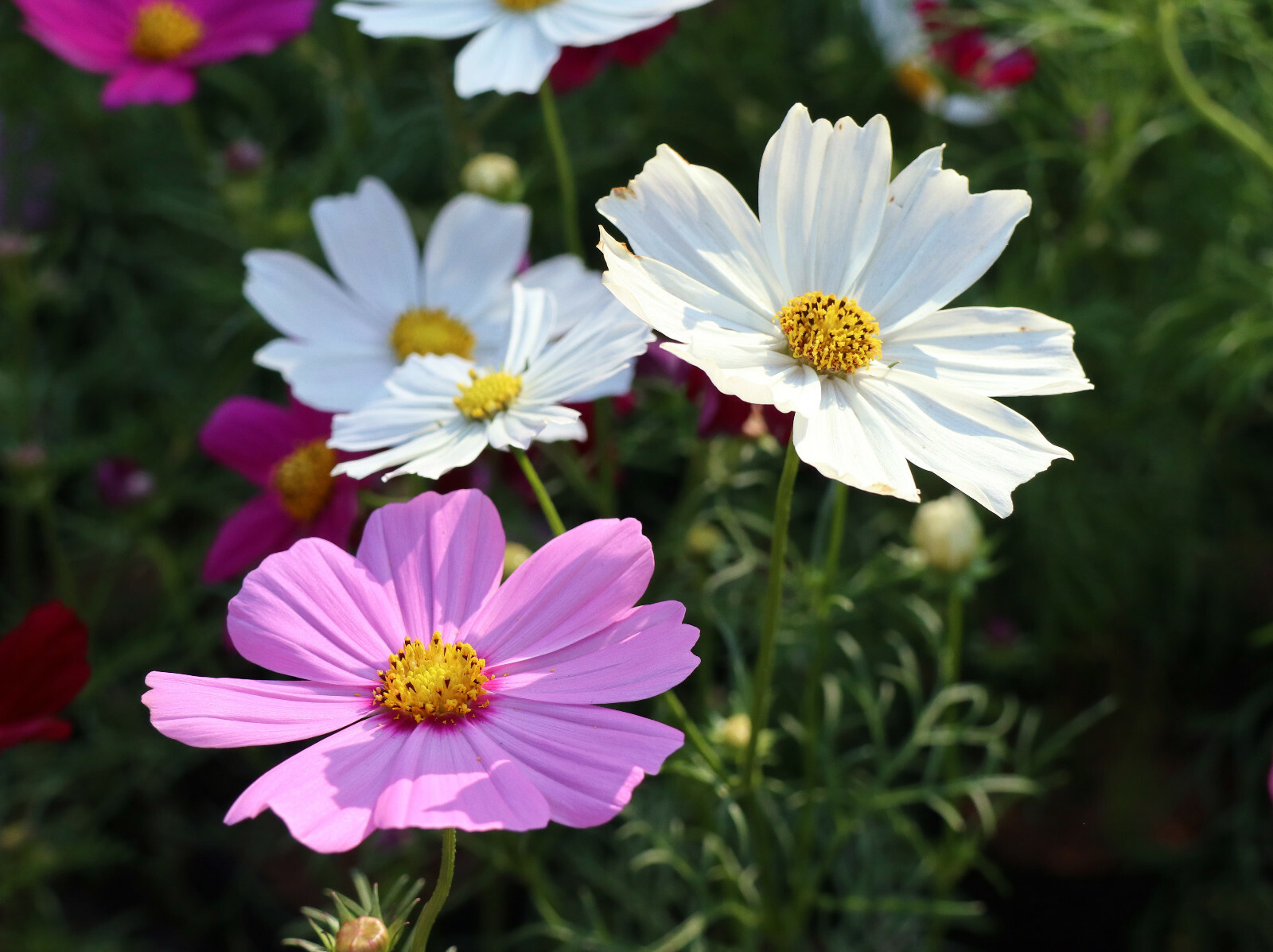 COSMOS MIX 100 SEEDS, SINGLE DOUBLE SEASHELL SULPHUR, STRIPED COSMOSE BIPINNATUS