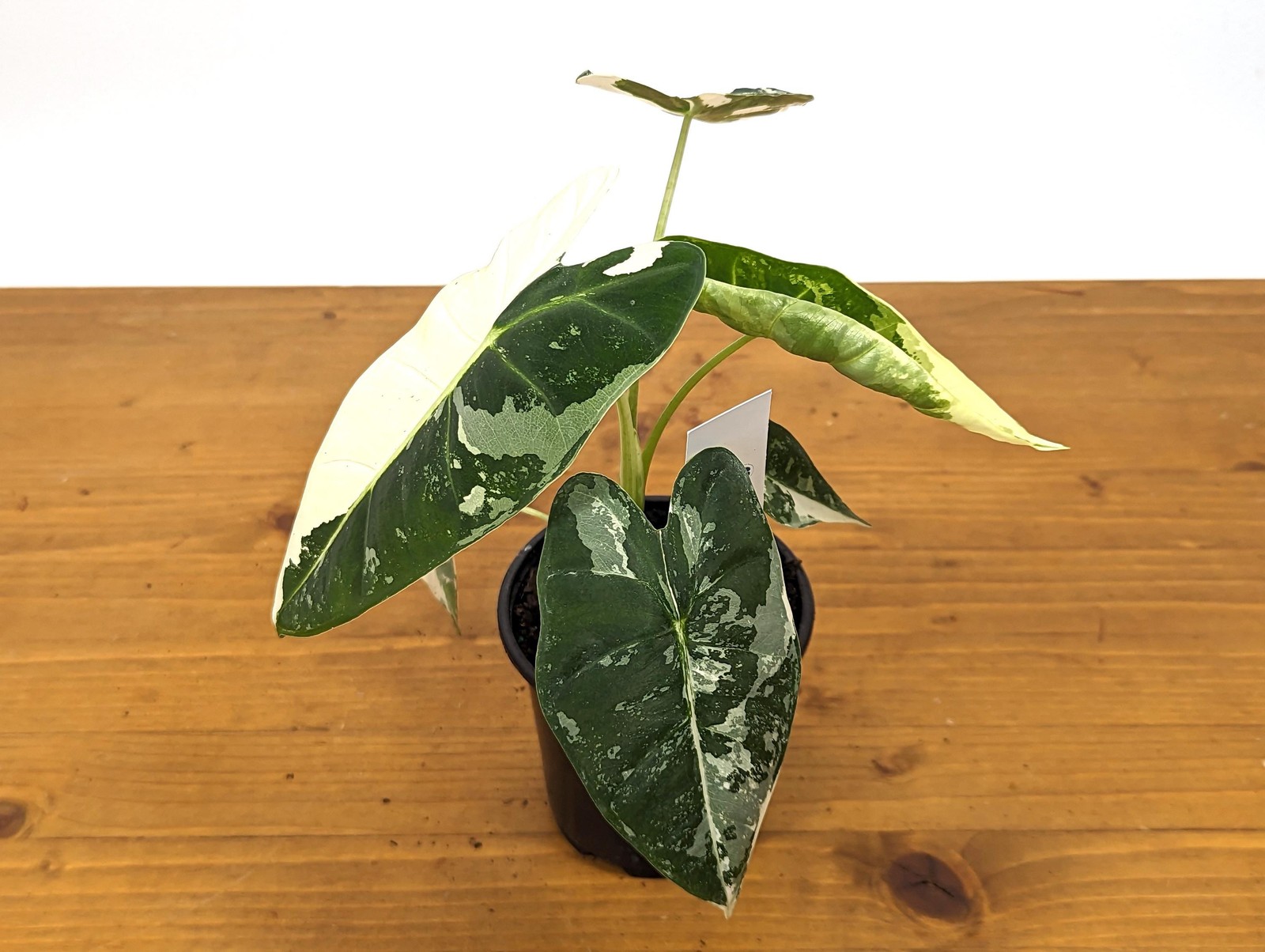 Alocasia Frydek Variegated – Assorted 4 Inch Pots