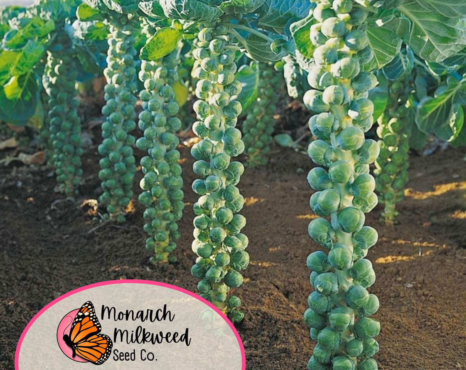 2700+ Brussels Sprouts Seeds ‘Long Island’ | Heirloom, Non-GMO, Vegetable Garden