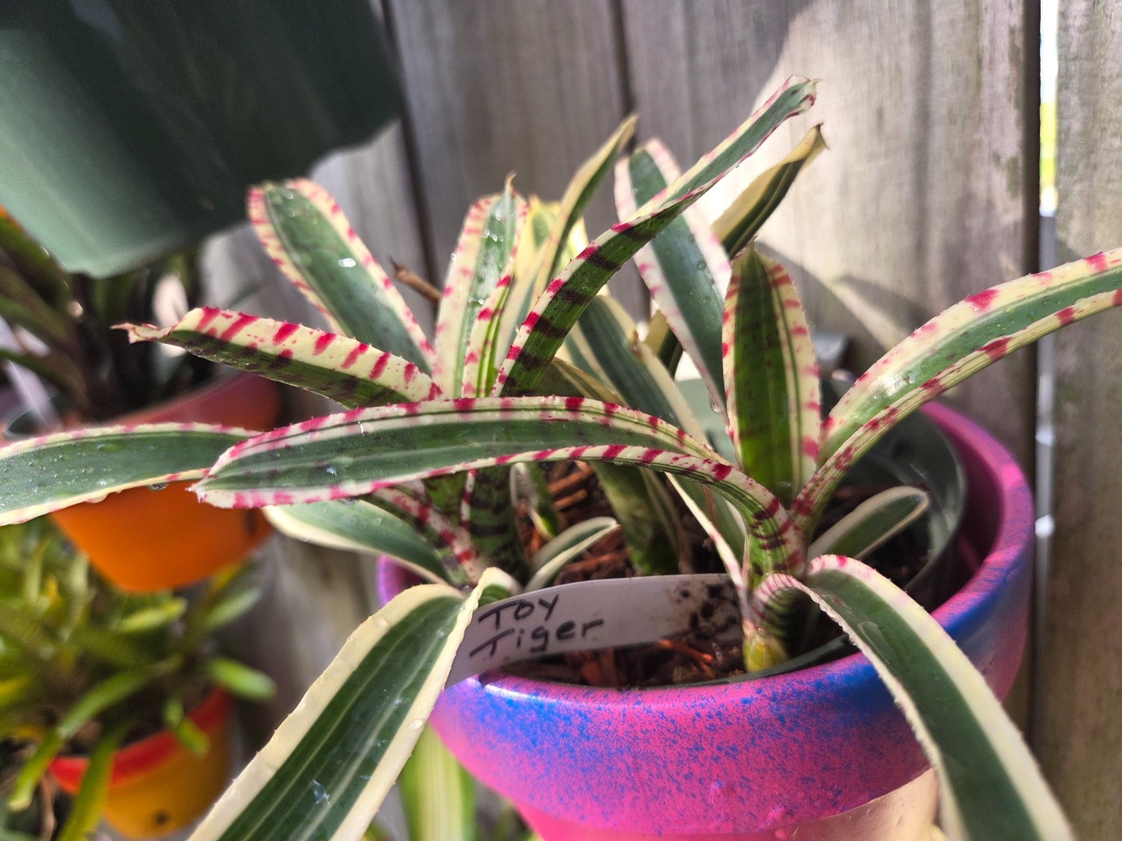 Neoregelia TOY TIGER Bromeliad one tropical plant **MINI**