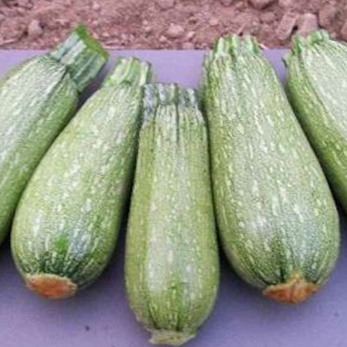20 GRAY ZUCCHINI SUMMER SQUASH SEEDS FRESH HARVEST FOR 2024 GARDENS