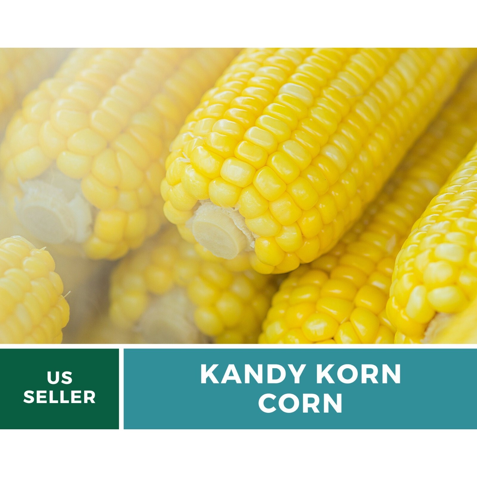Corn, Kandy Korn – 60 Seeds – Sweet Corn – Hybrid Vegetable – Non-GMO (Zea mays)