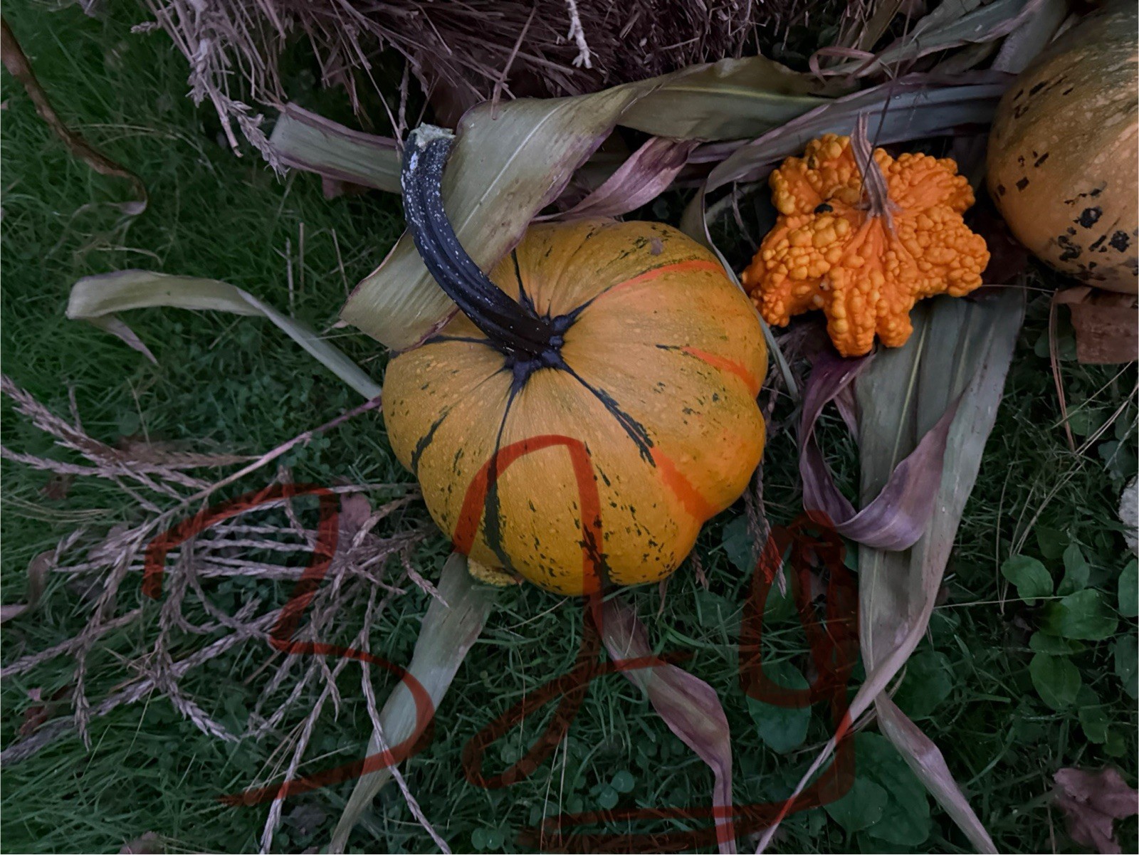 Seeds #32g: Orange/Green striped ridged pumpkin unique Seeds (10 count)