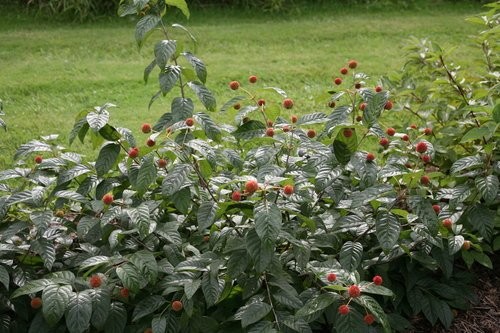 Green Promise Farms Proven Winners – Cephalanthus Occidentalis Sugar Shack