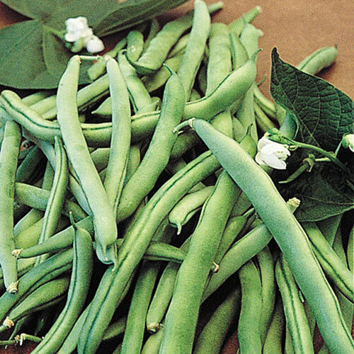 BLUE LAKE BUSH GREEN BEAN SEEDS 1.3 oz 100 SEEDS
