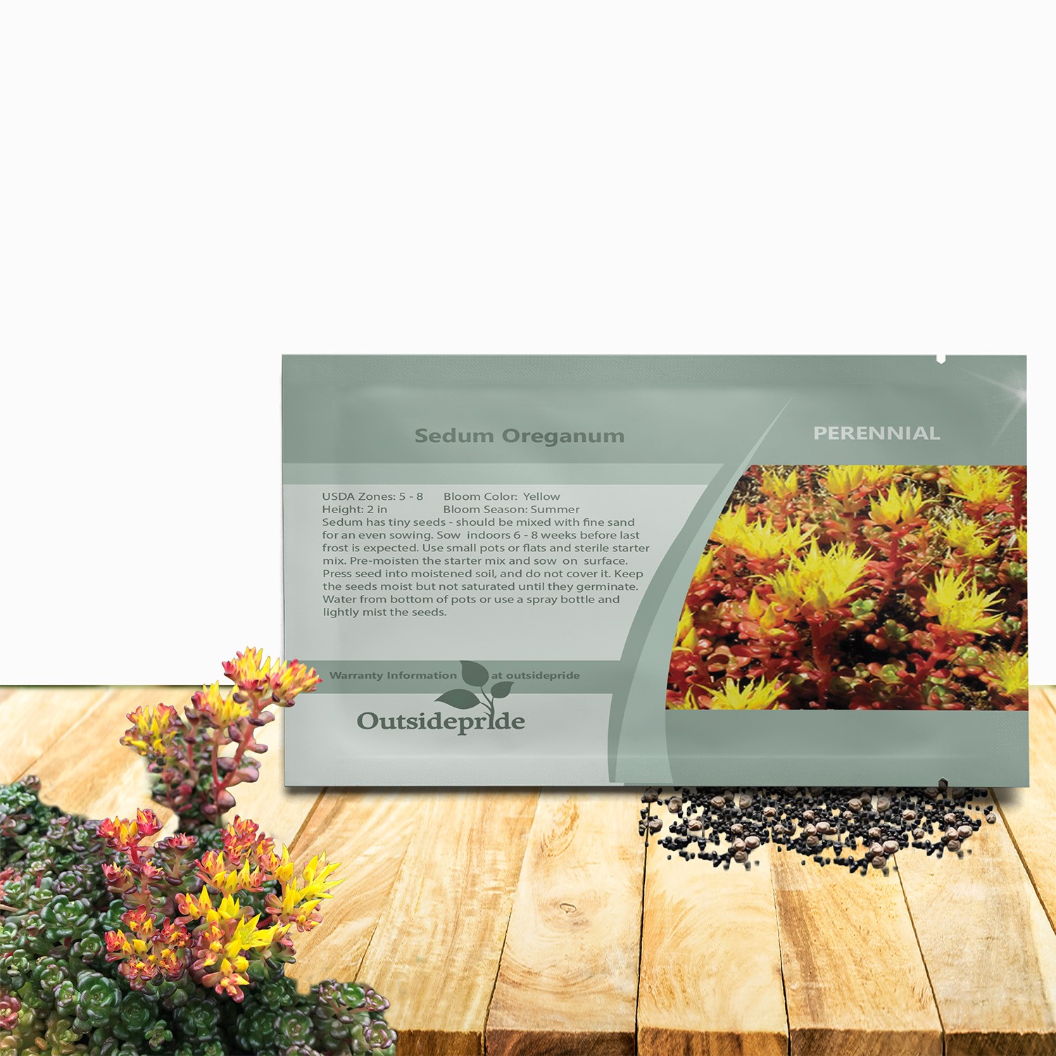 1000 Seeds Sedum Oreganum Stonecrop Seeds For Planting – Stonecrop Ground