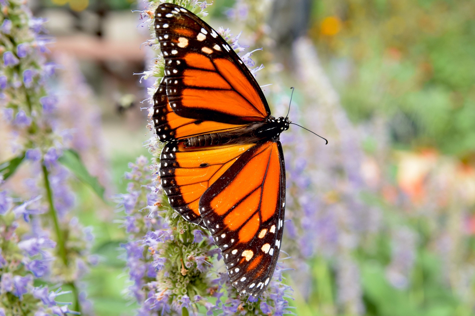 500 PURPLE ANISE HYSSOP Blue Giant Licorice Mint Agastache Foeniculum Herb Seeds