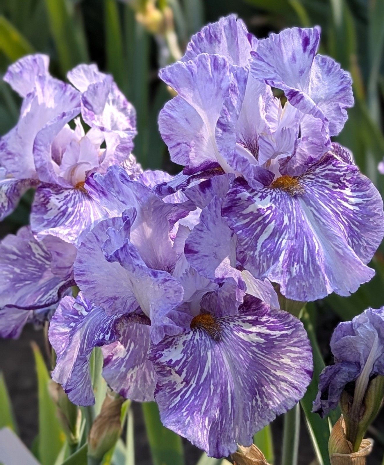 ‘Gnu’ Tall Bearded Iris Rhizome PRE-SALE to Ship Aug/Sept