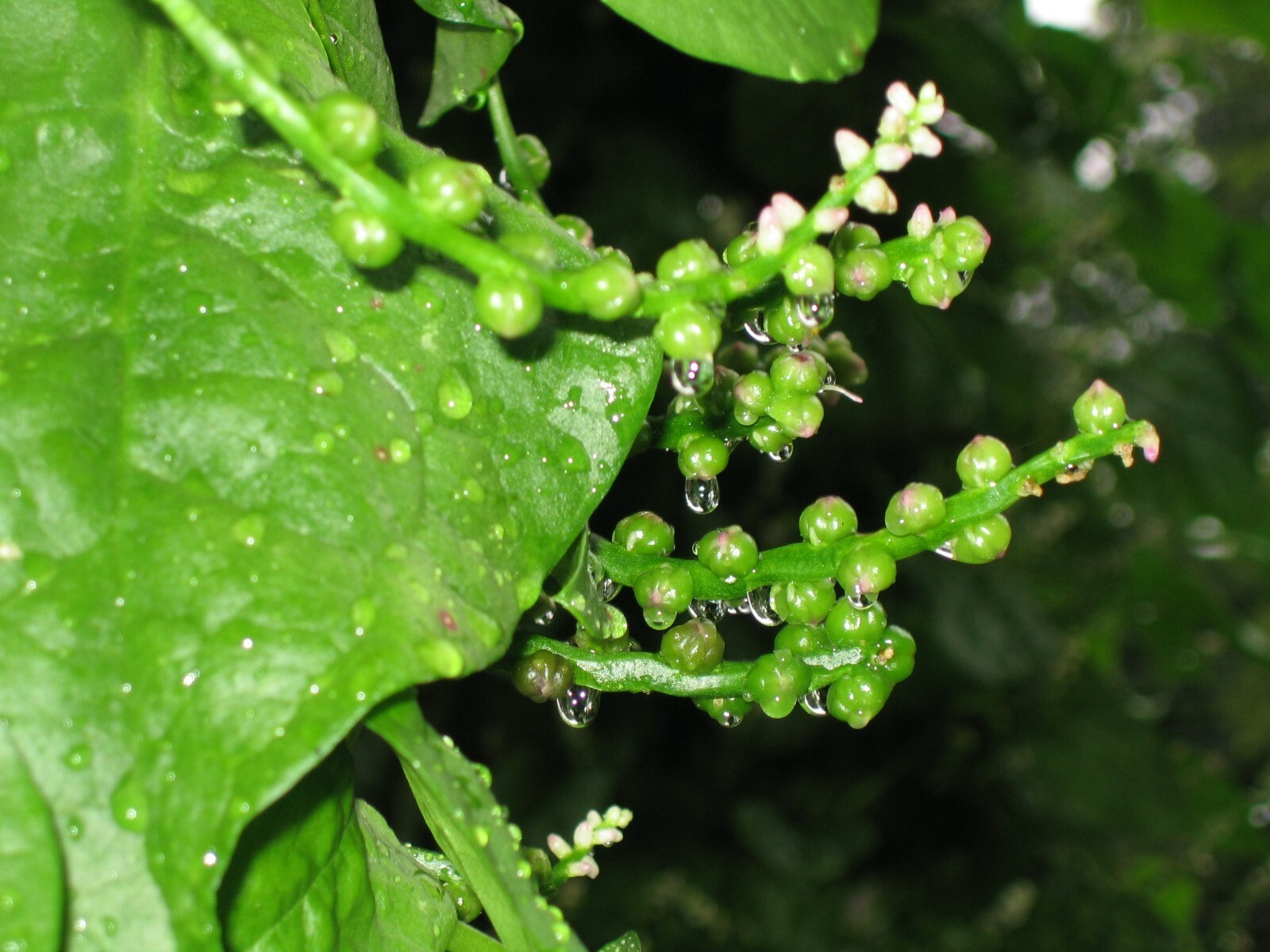 Malabar Spinach 100 Organic Seeds (green stem) Delicious Basella alba