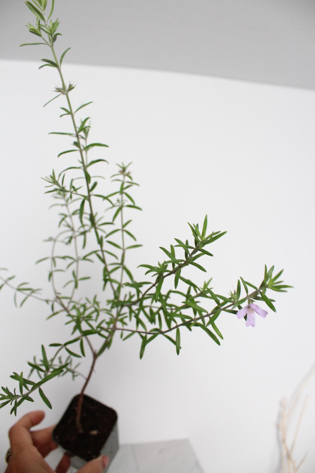 Coastal Rosemary, 2 Inch Pot, Purple Flowering Evergreen Shrub