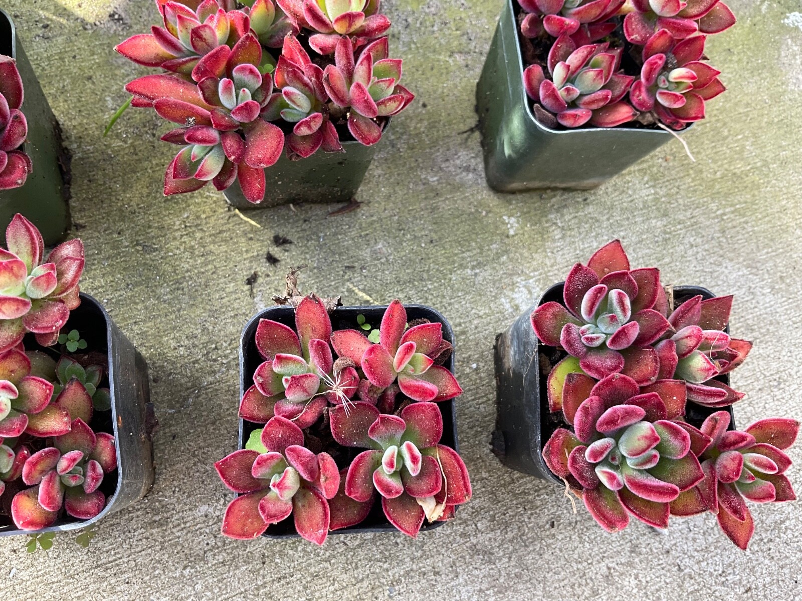 1 Echeveria Pulvinata Devotion Succulent Live Plants Potted 2″