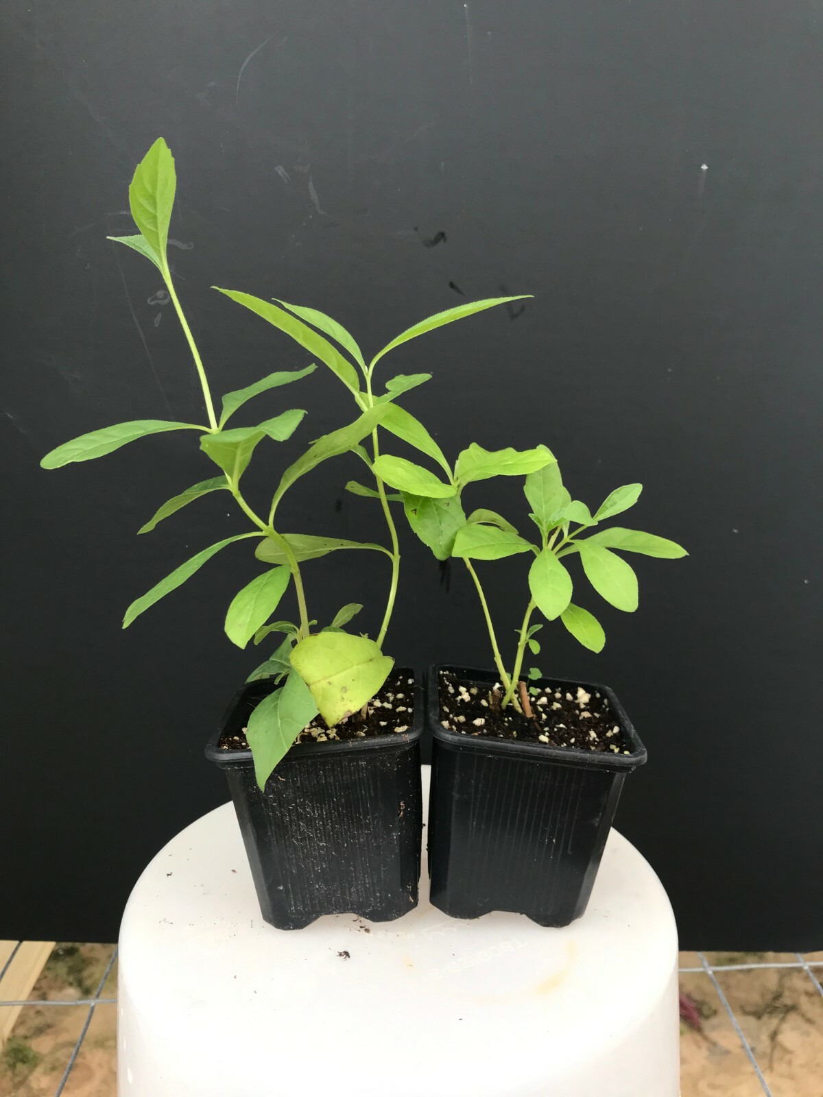 BLUE BUTTERFLY BUSH AKA BLUE WINGS Rooted Starter Plant Clerodendrum Ugandense