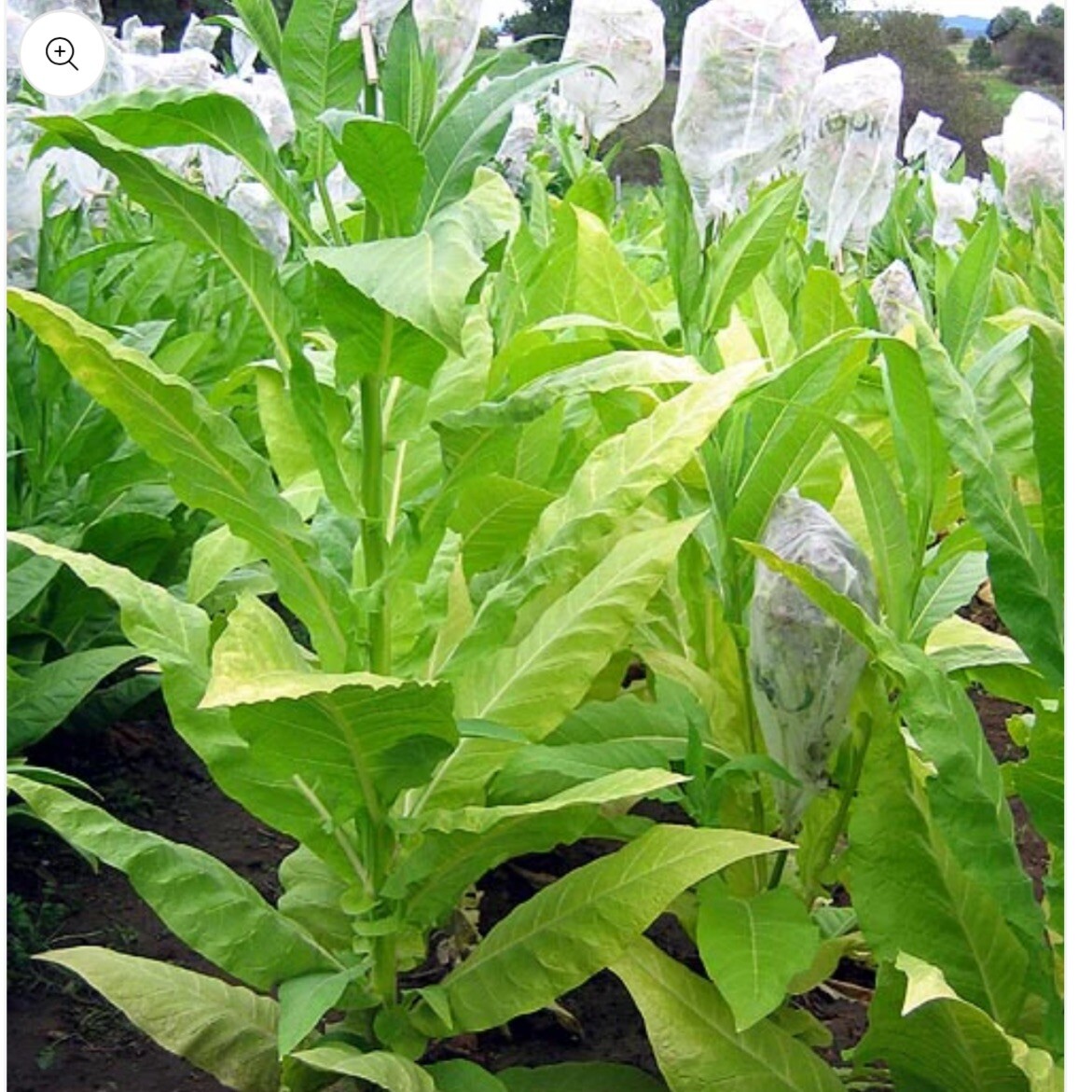 Golden Burley Tobacco, 1,000+ Seeds. Heirloom~Organic~Fresh. Free Shipping.