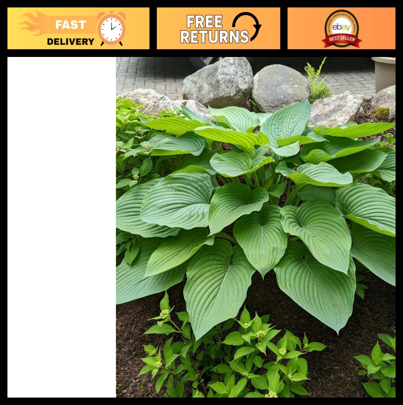 Hosta Shadowland ‘Empress Wu’ Live Plant – Violet Flowers, #1 Gallon Container –