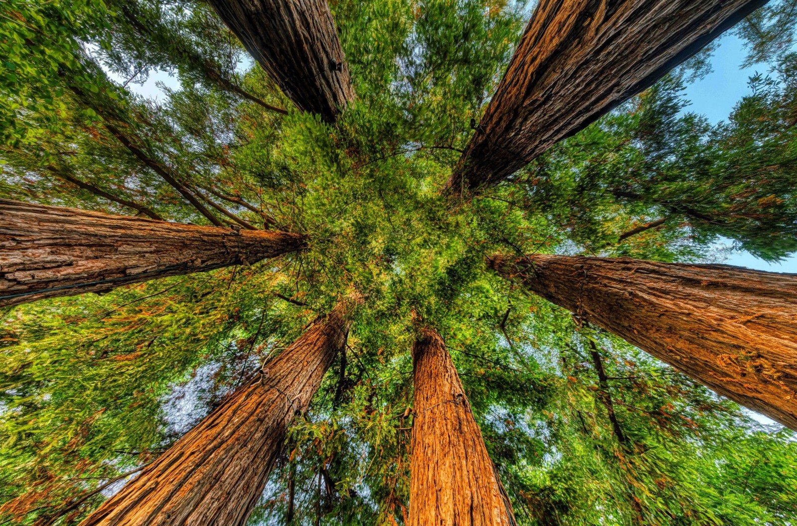 3 Giant Sequoia Seedlings California Redwood Trees 5-8 Inches Tall Fast-Growin
