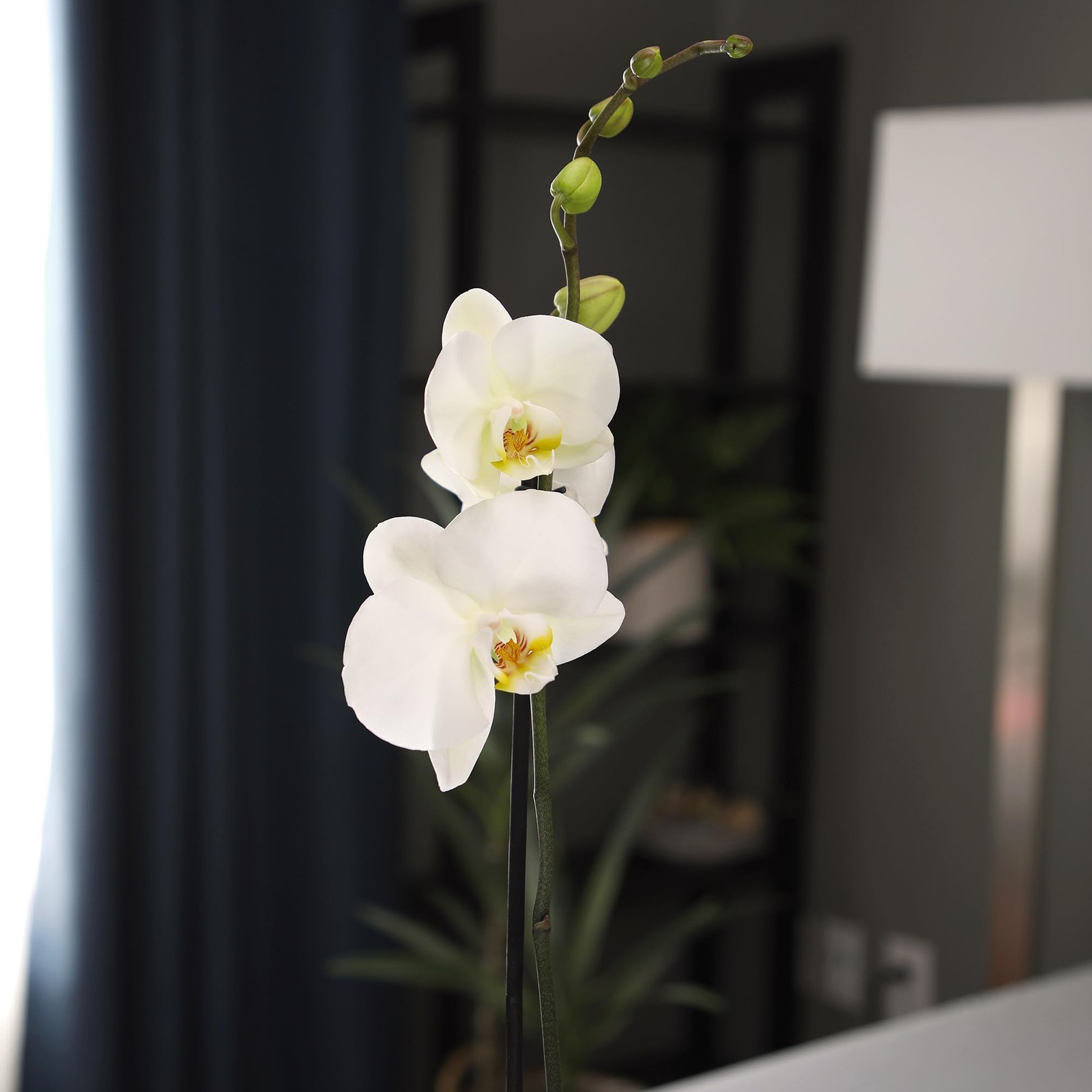 White Phalaenopsis Live Orchid Plant White Orchid Pot 20-24 Live Plant Gift