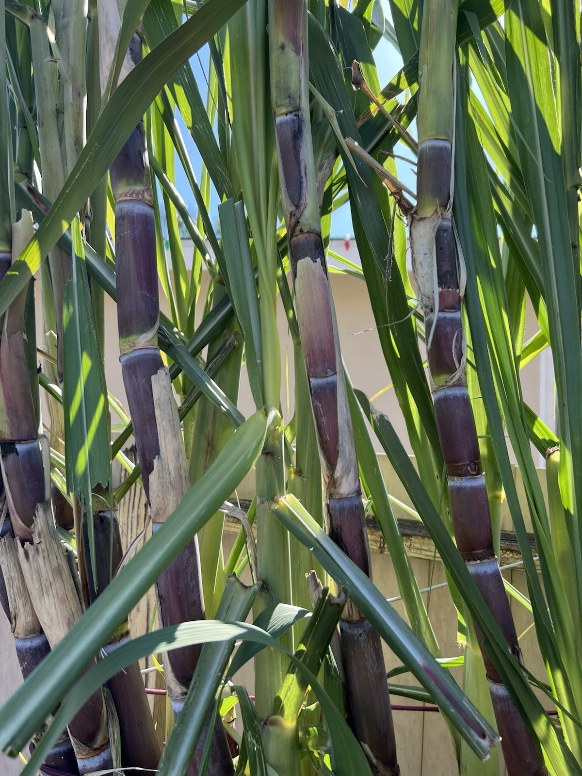 5pcs Dark Purple Green Sugarcane Cutting Sweet Juicy Ready To Plant