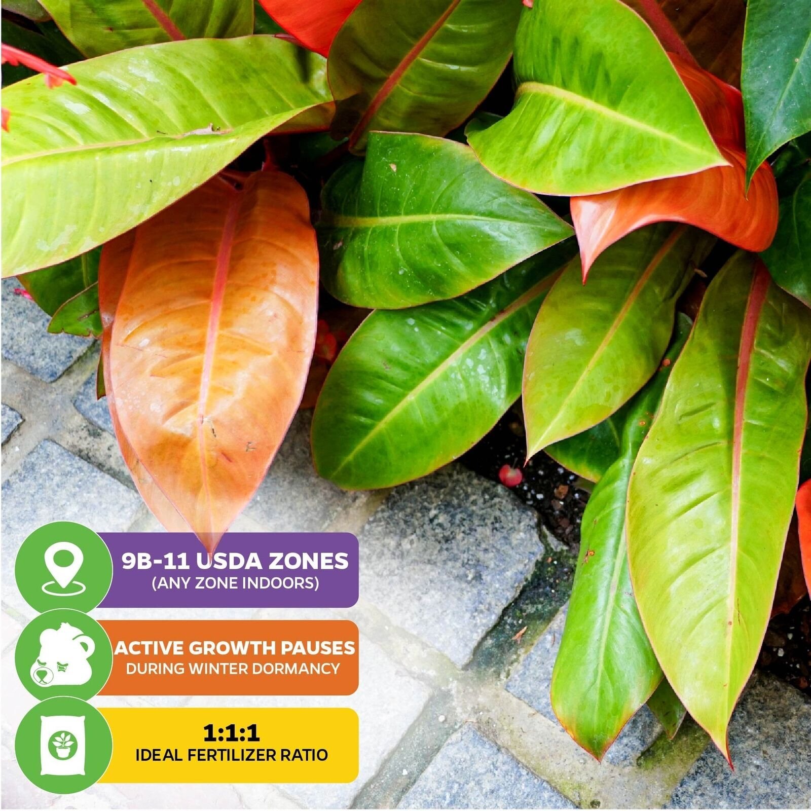 Philodendron Prince of Orange – Philodendron – Live Plant