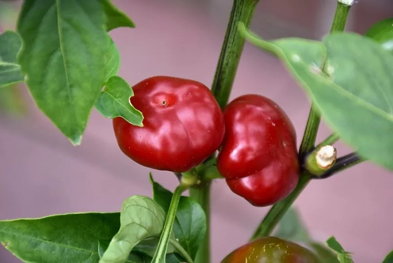 50+ Large Red Cherry Hot Pepper Seeds —– 3,000- 5,000 on the Scoville Scale